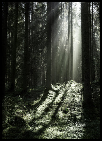 Poster - Sun Rays
