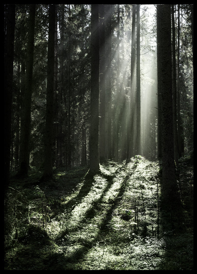 Poster - Sun Rays