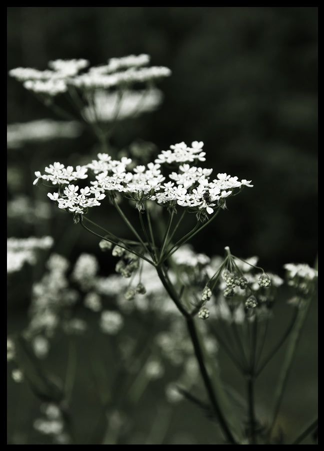 Poster - Spring Fern