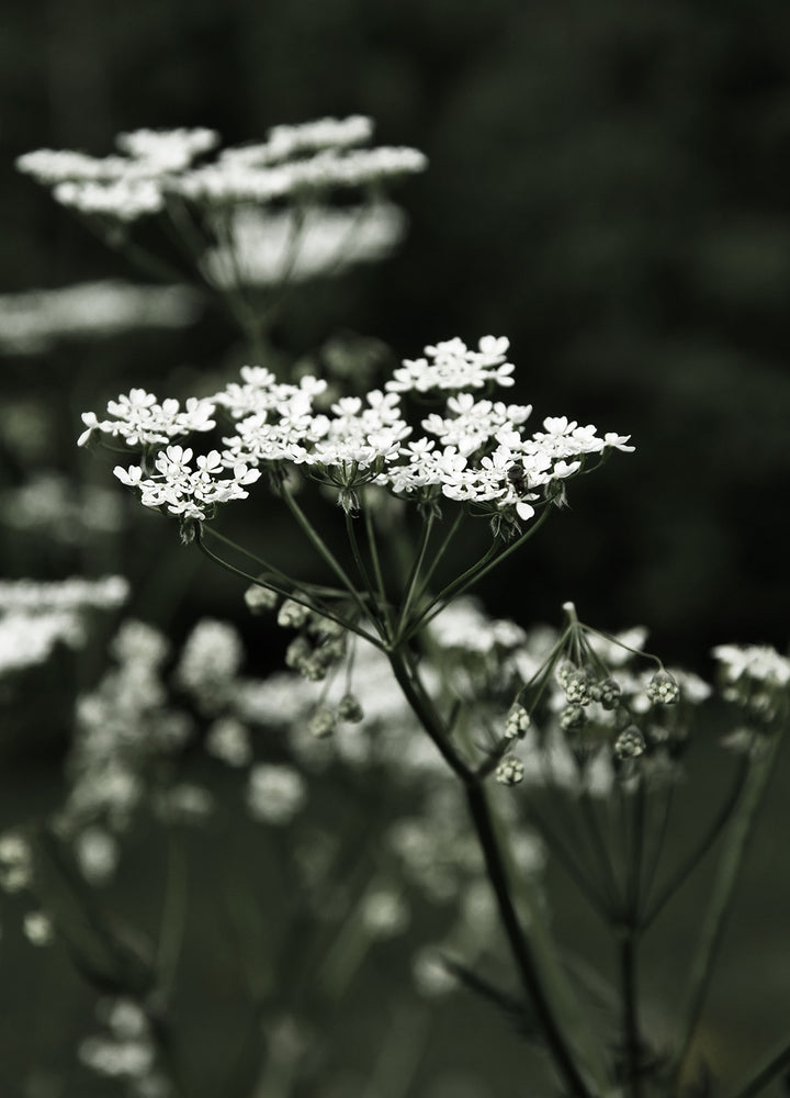 Poster - Spring Fern