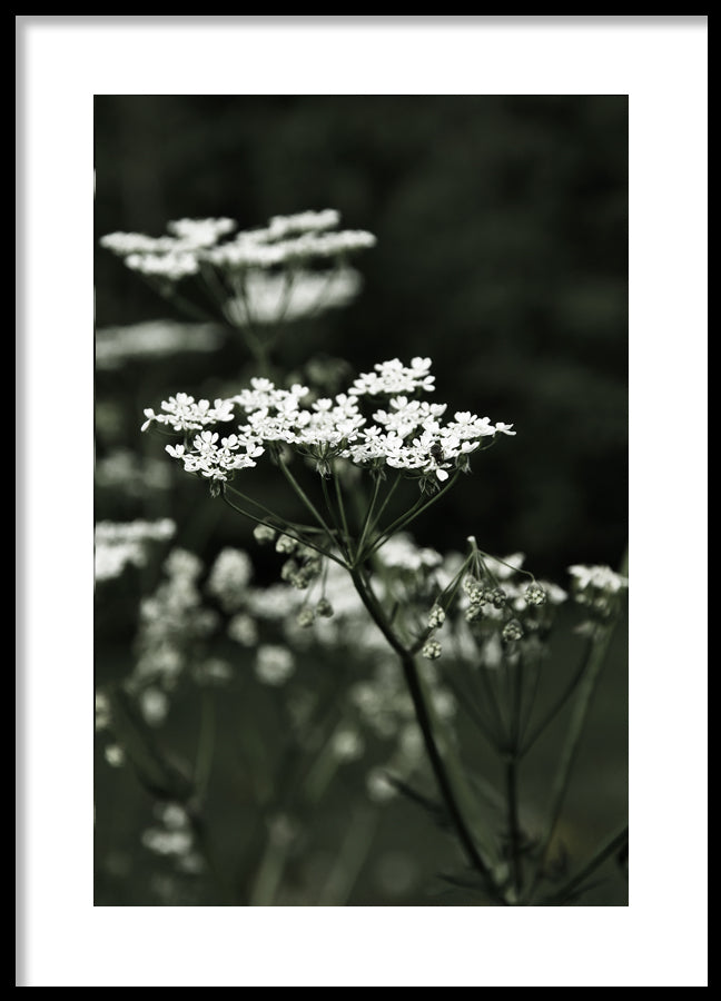 Poster - Spring Fern