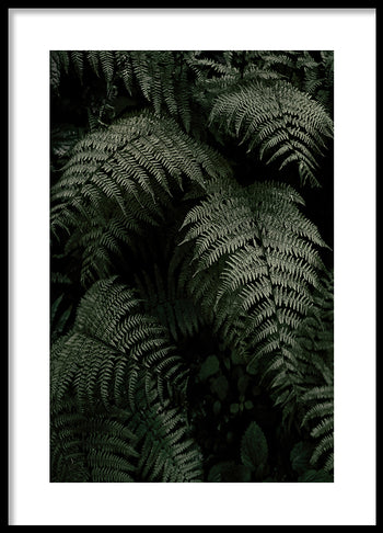 Poster - Fern Forest
