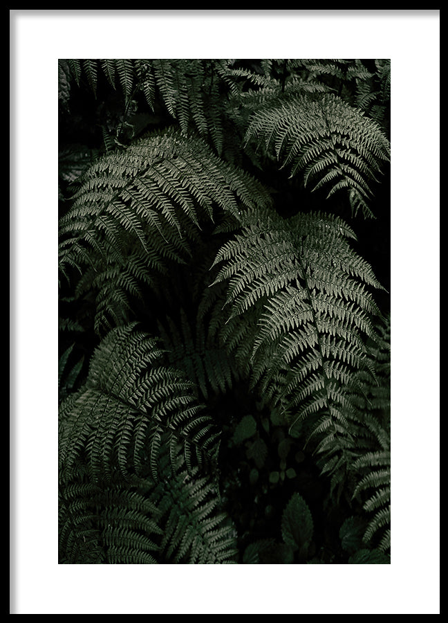 Poster - Fern Forest
