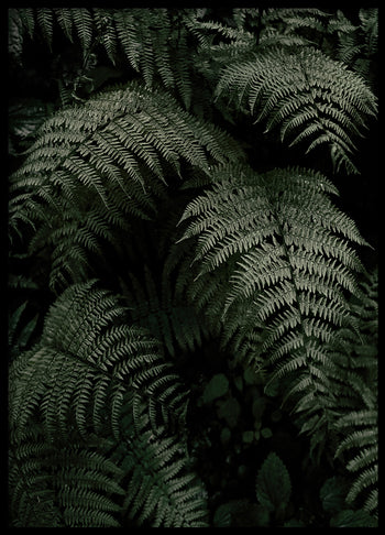 Poster - Fern Forest