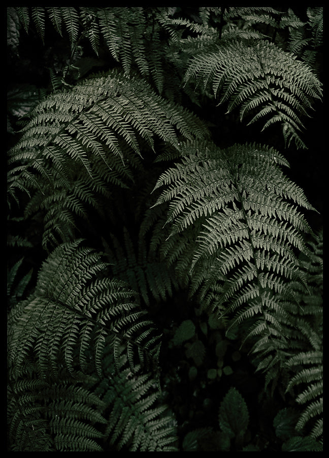 Poster - Fern Forest
