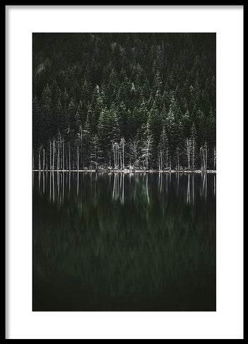 Poster - Moody Forest