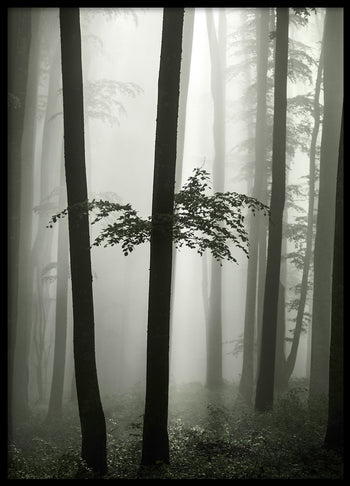 Poster - Beech Forest