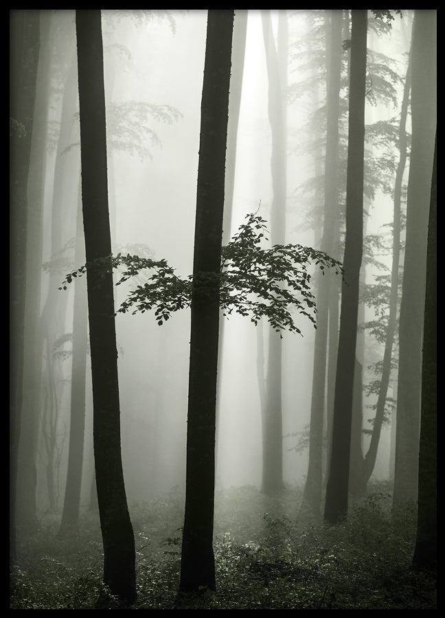 Poster - Beech Forest