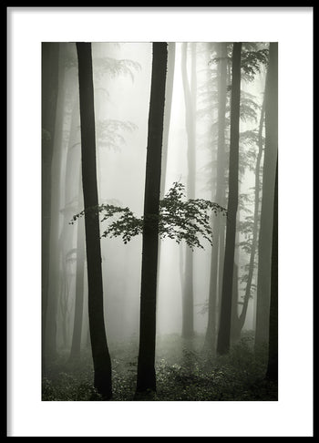 Poster - Beech Forest