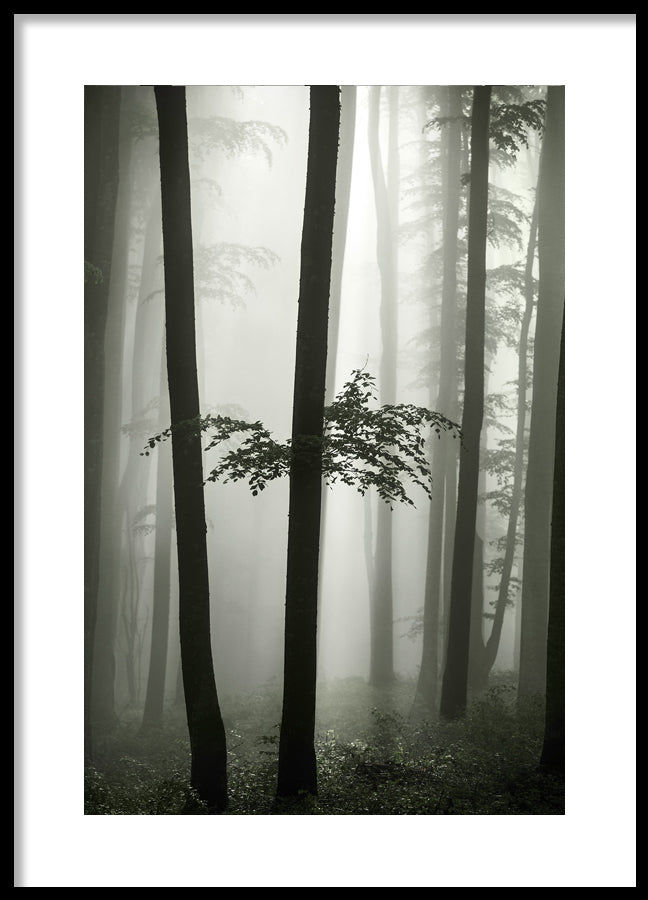 Poster - Beech Forest
