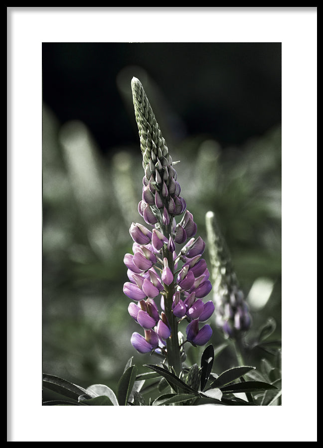 Poster - Lupine