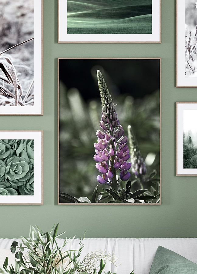 Poster - Lupine