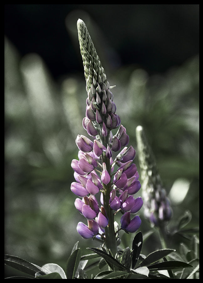 Poster - Lupine