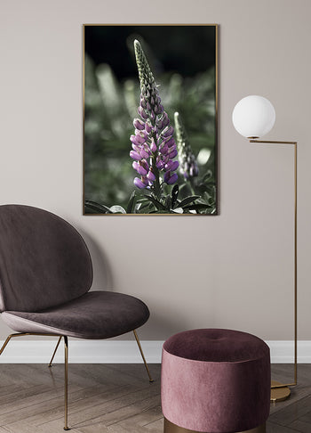 Poster - Lupine