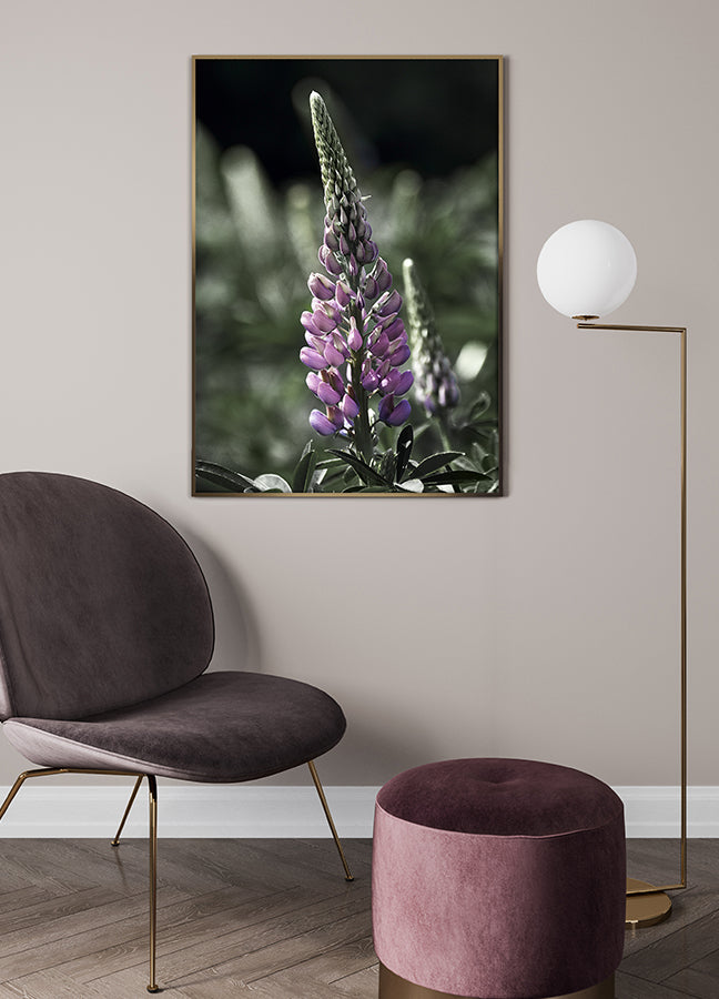 Poster - Lupine