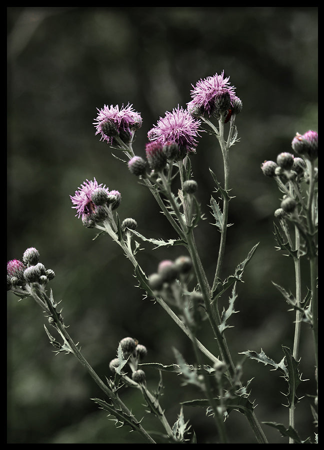 Poster - Thistles