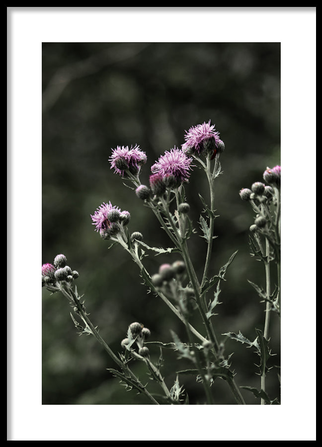 Poster - Thistles