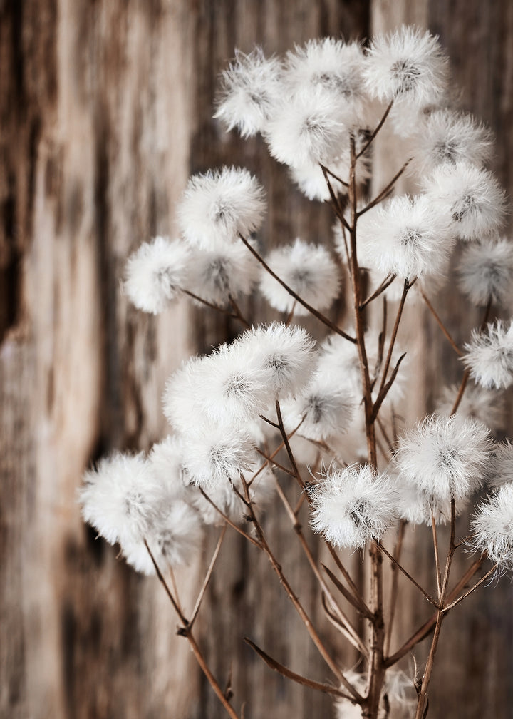 Canvastavla - Beauty of Wild Flowers