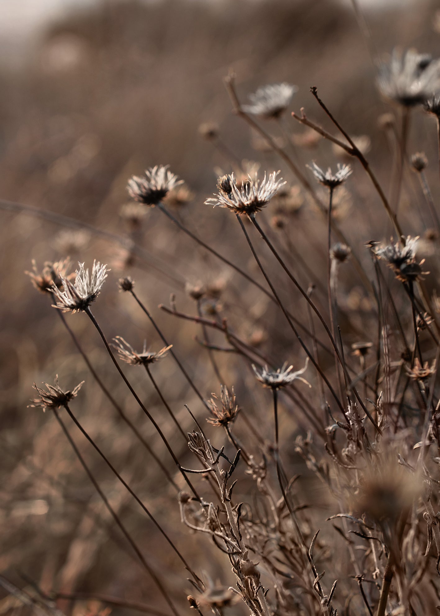 Canvastavla - Autumn Garden