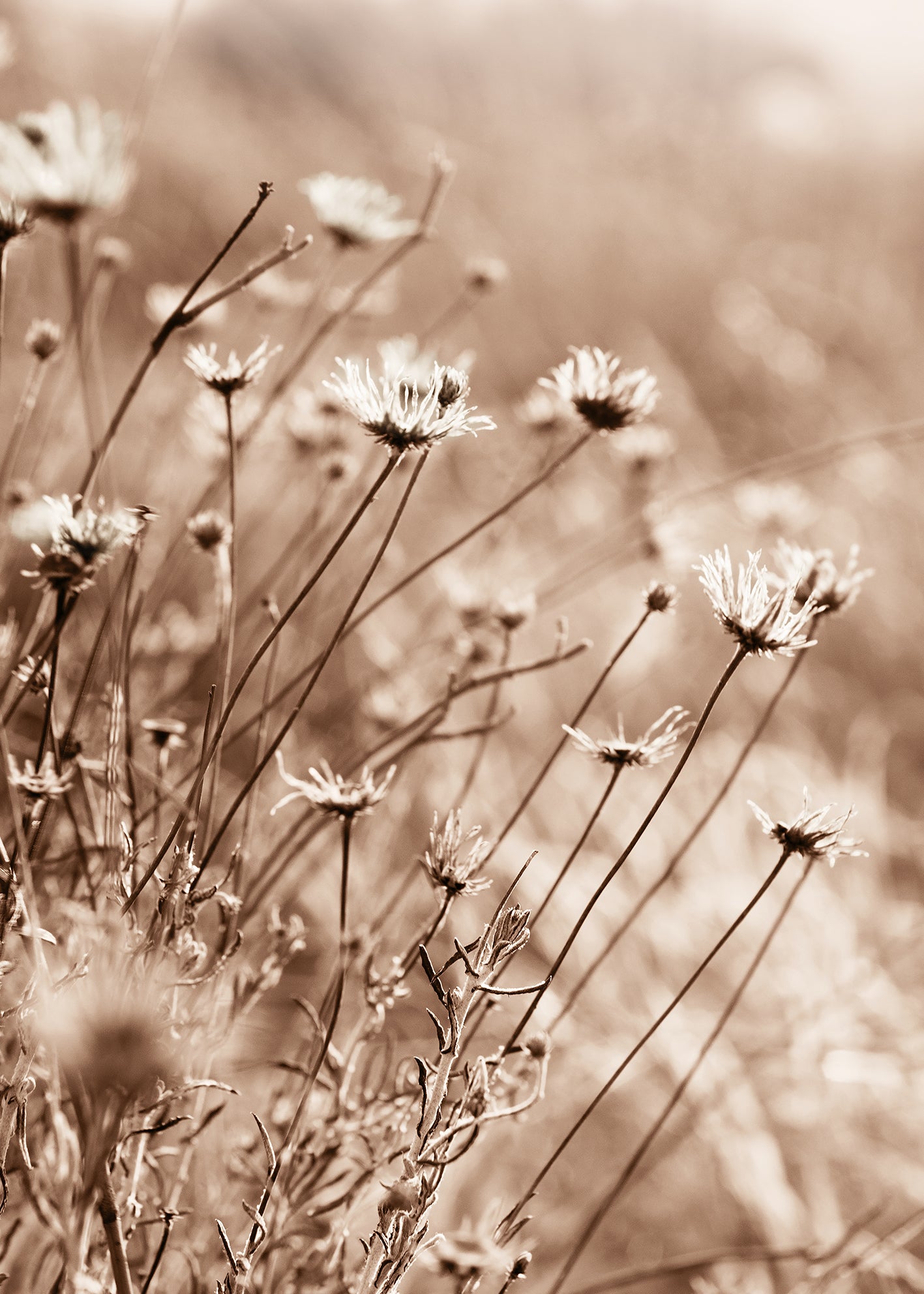 Canvastavla - Fall Flowers