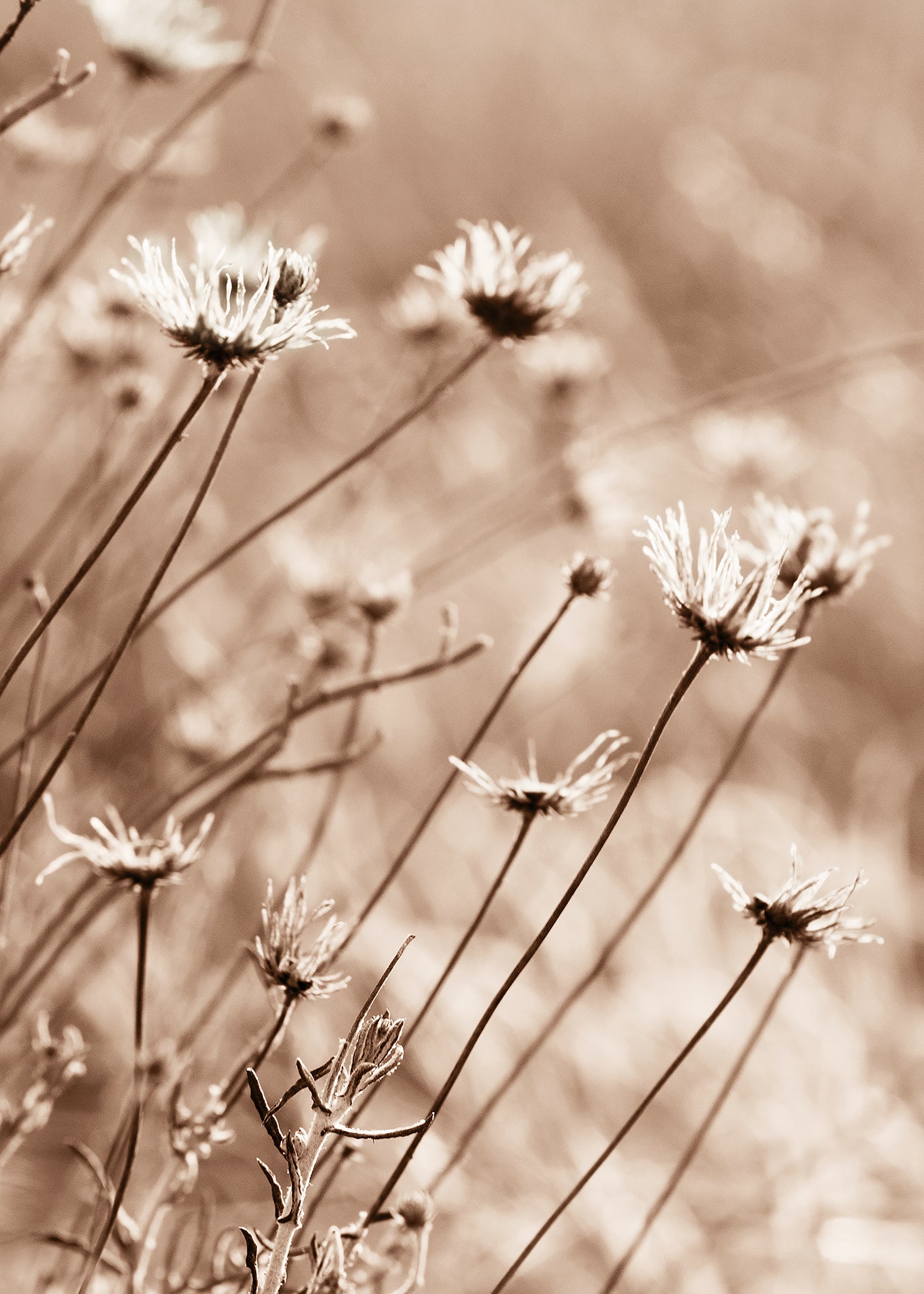 Canvastavla - Fall Flowers