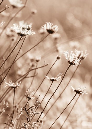 Canvastavla - Fall Flowers