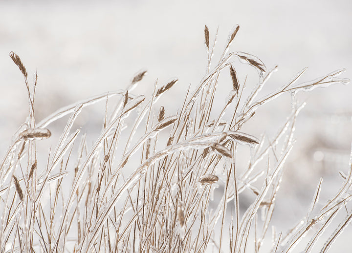 Plakat -  Dry grass covered with ice