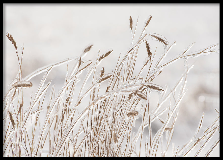 Poster -  Dry grass covered with ice