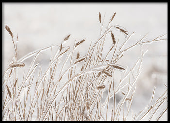Poster -  Dry grass covered with ice
