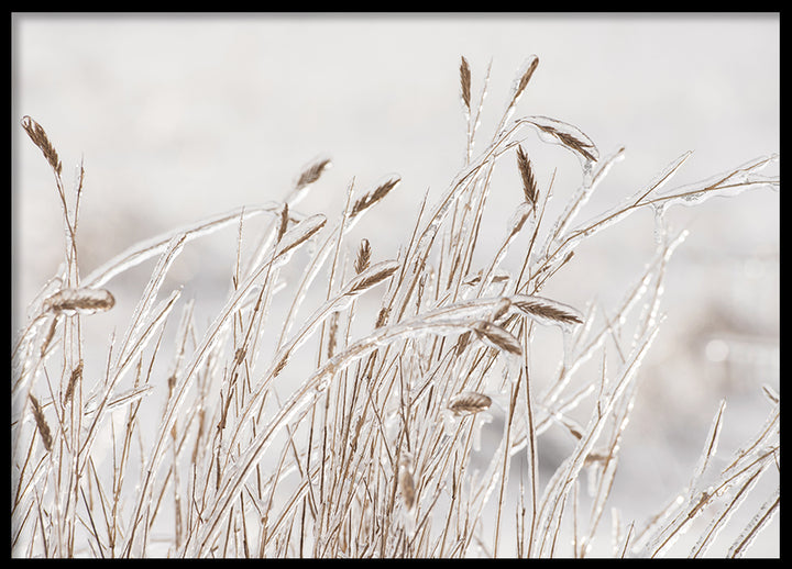 Poster -  Dry grass covered with ice