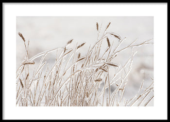 Poster -  Dry grass covered with ice