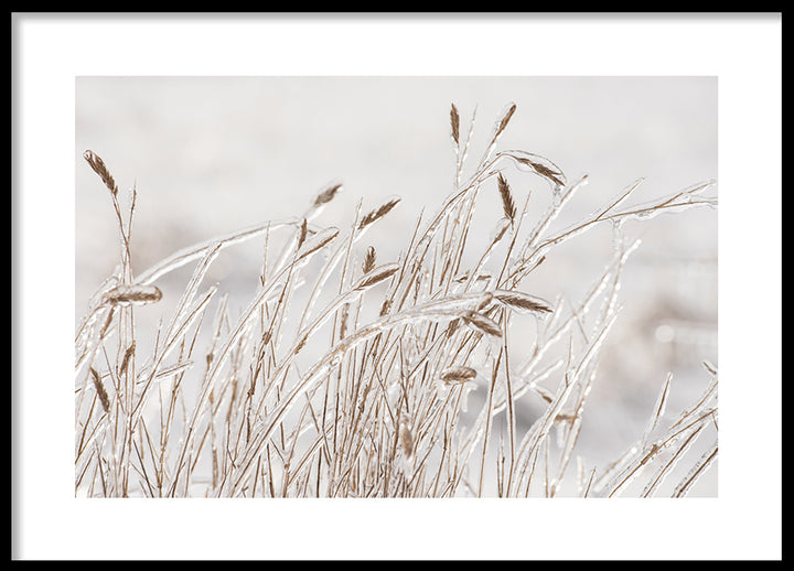 Poster -  Dry grass covered with ice
