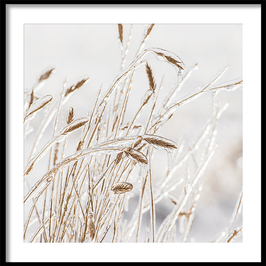 Poster - Grass