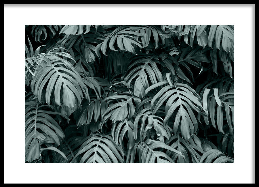 Poster - Rainforest