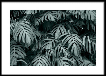 Poster - Rainforest