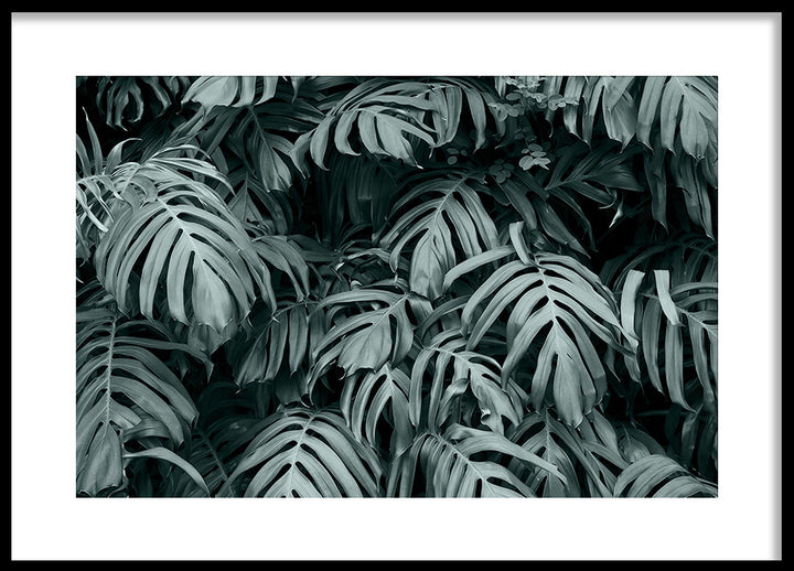 Poster - Rainforest