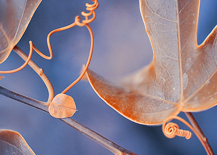 Tavla - Folium