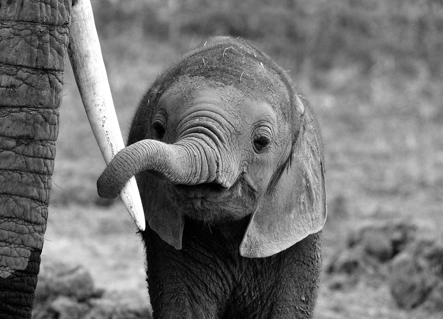 Ljuddämpande tavla - Elefant