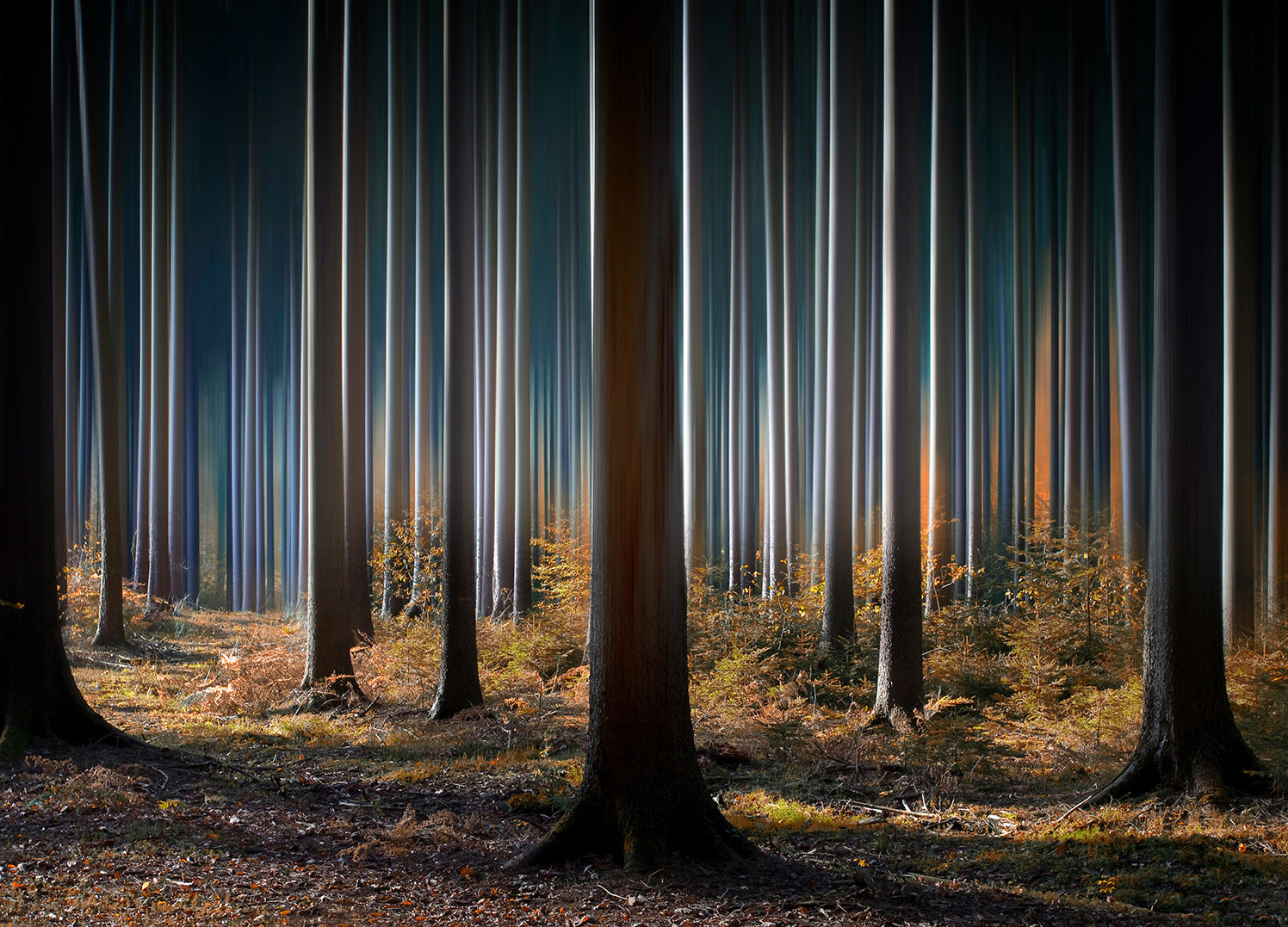 Ljuddämpande tavla - Skog Tavlor