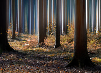 Ljuddämpande tavla - Skog Tavlor