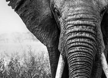 Ljuddämpande tavla - Elefant i svartvita nyanser