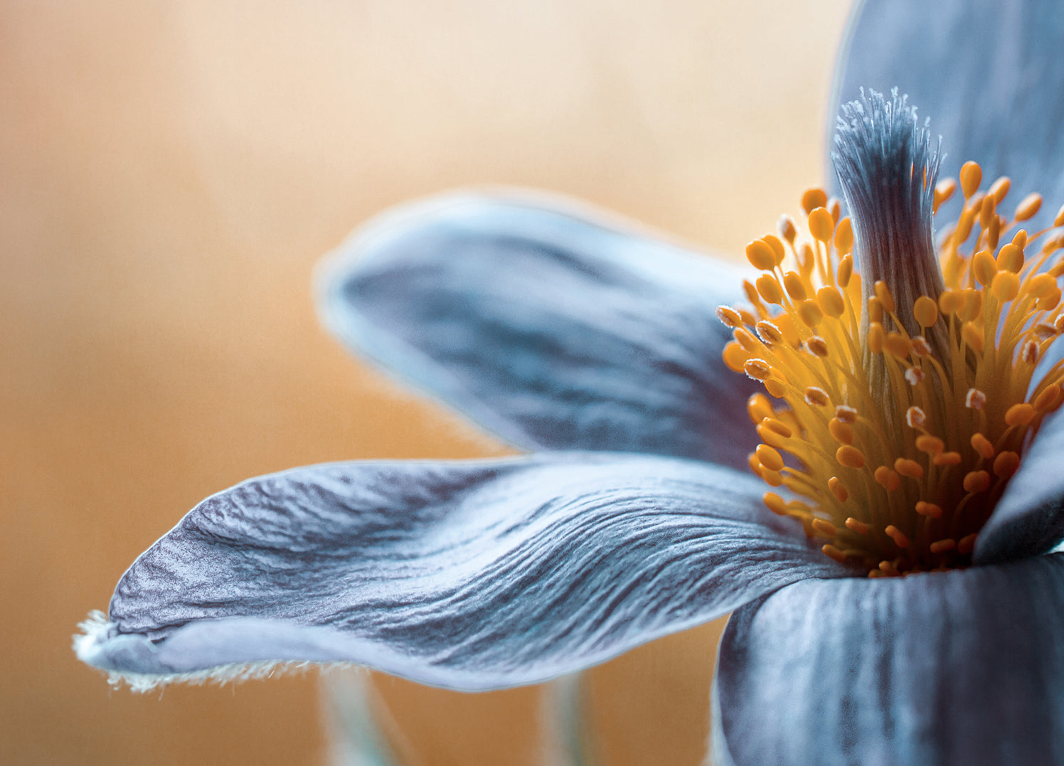 Ljuddämpande tavla - Tavlor på Blå blommor