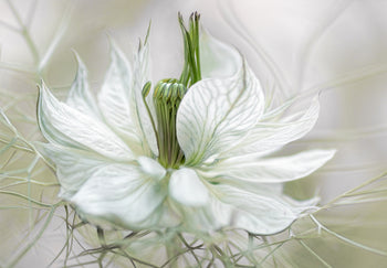 Ljuddämpande tavla - Vita Blommor - Tavlor på blommor
