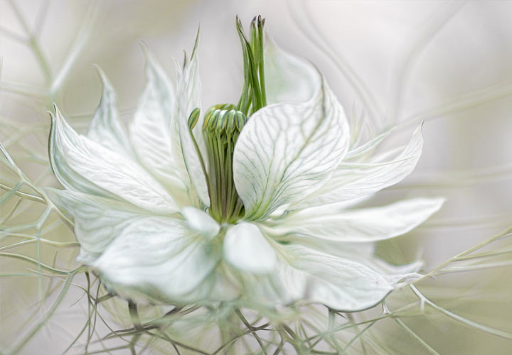 Ljuddämpande tavla - Vita Blommor - Tavlor på blommor