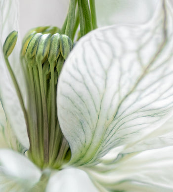 Ljuddämpande tavla - Vita Blommor - Tavlor på blommor
