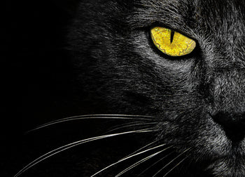 Ljuddämpande tavla - Svart Katt - Tavla