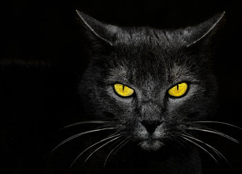 Ljuddämpande tavla - Svart Katt - Tavla