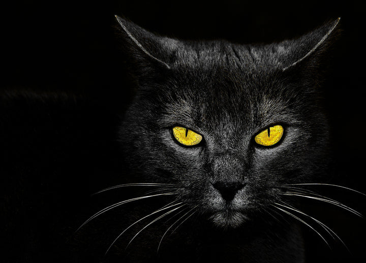 Ljuddämpande tavla - Svart Katt - Tavla