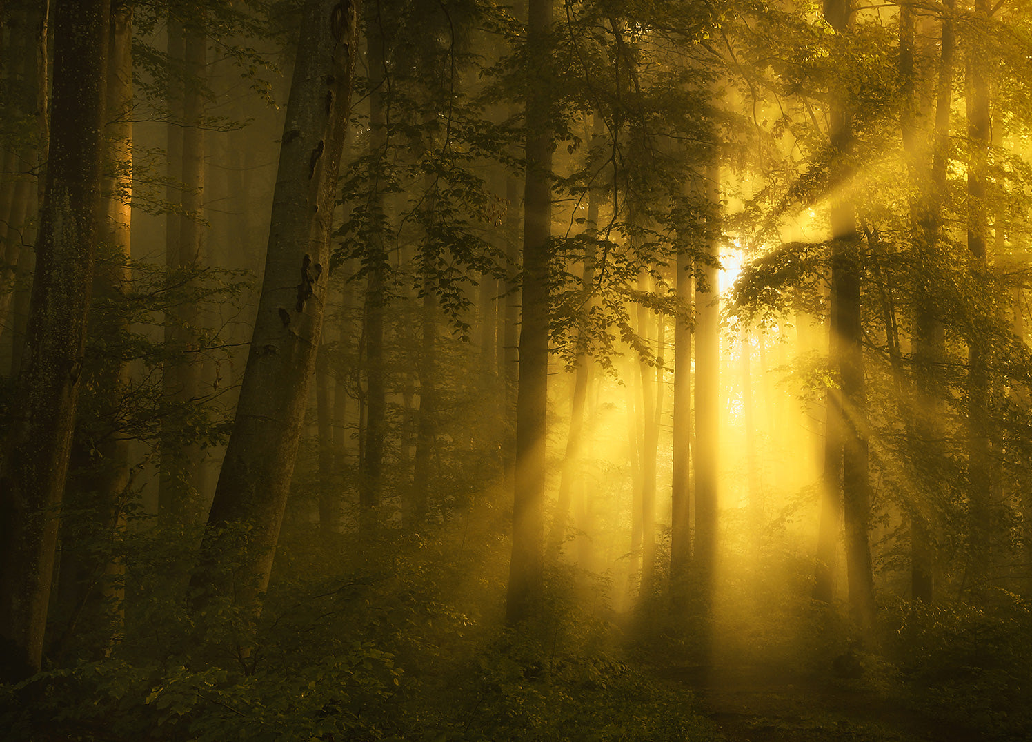 Ljuddämpande tavla - Gyllene skogen Tavla