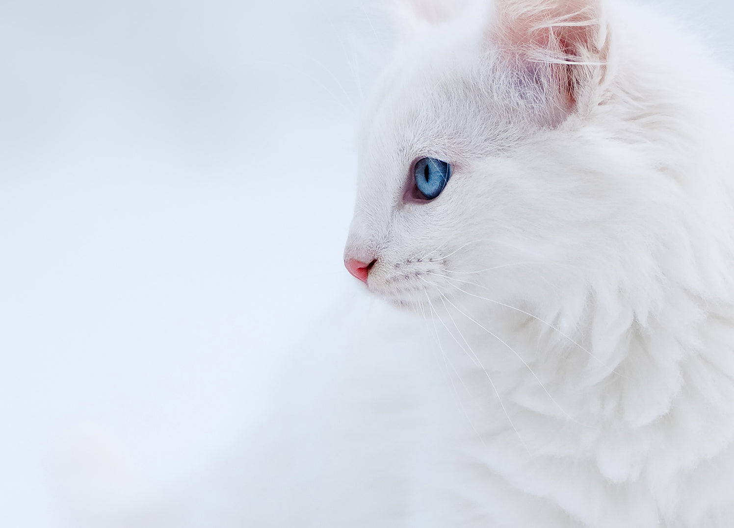 Ljuddämpande tavla - Vit Katt Sense